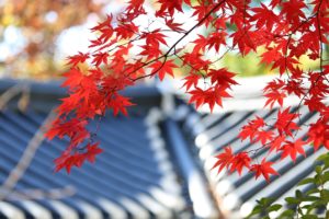 Fall Roof Maintenance Tips