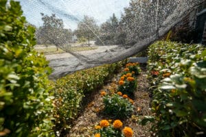 How We Protect Your Home Garden