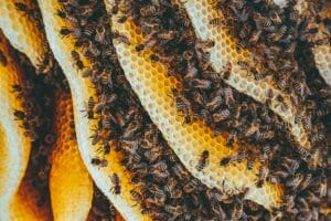 bee hive