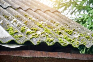 roof mold